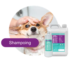 Shampoing