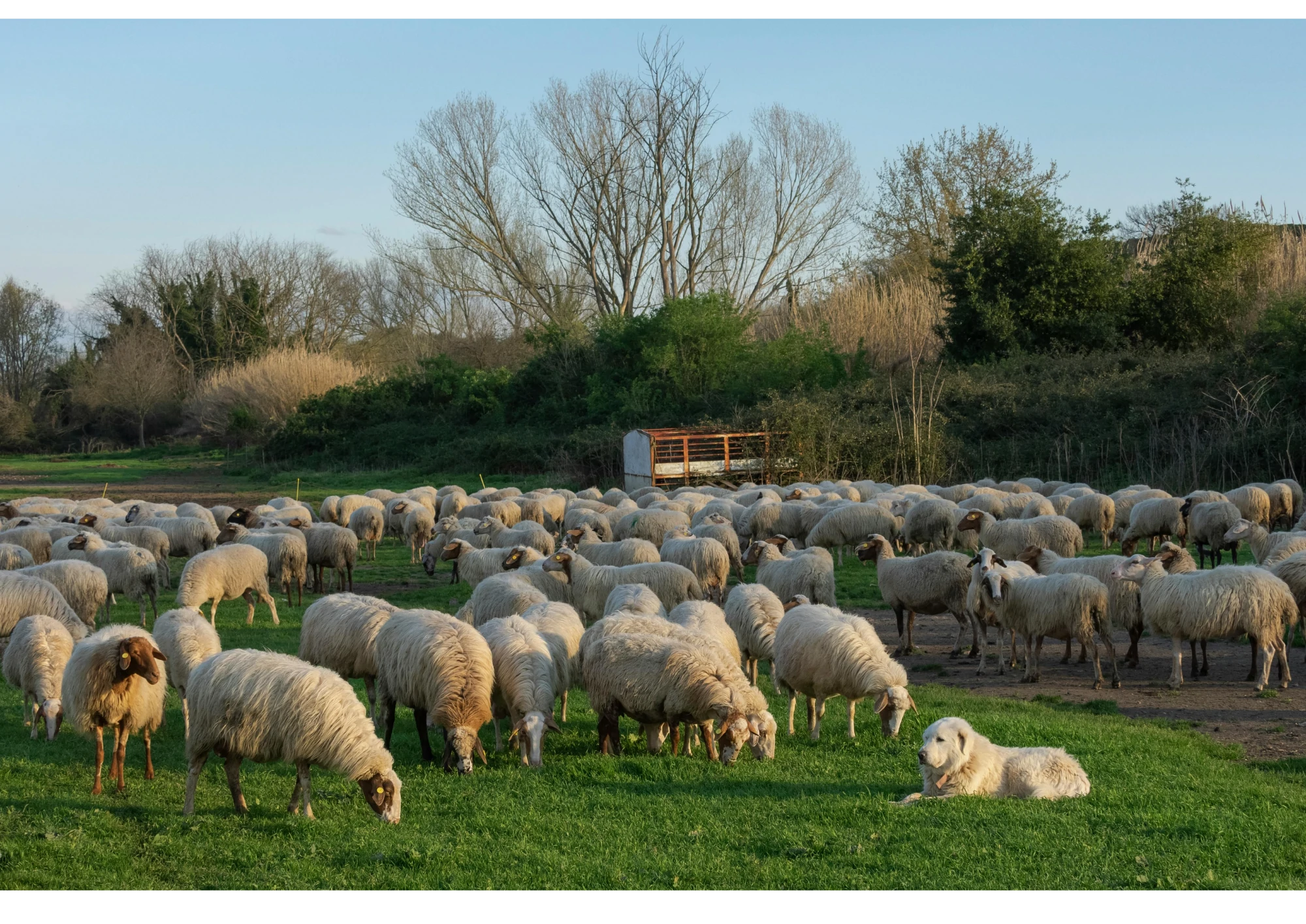 Troupeau de moutons – secteur Agriculture, désinfection professionnelle STERI-7
