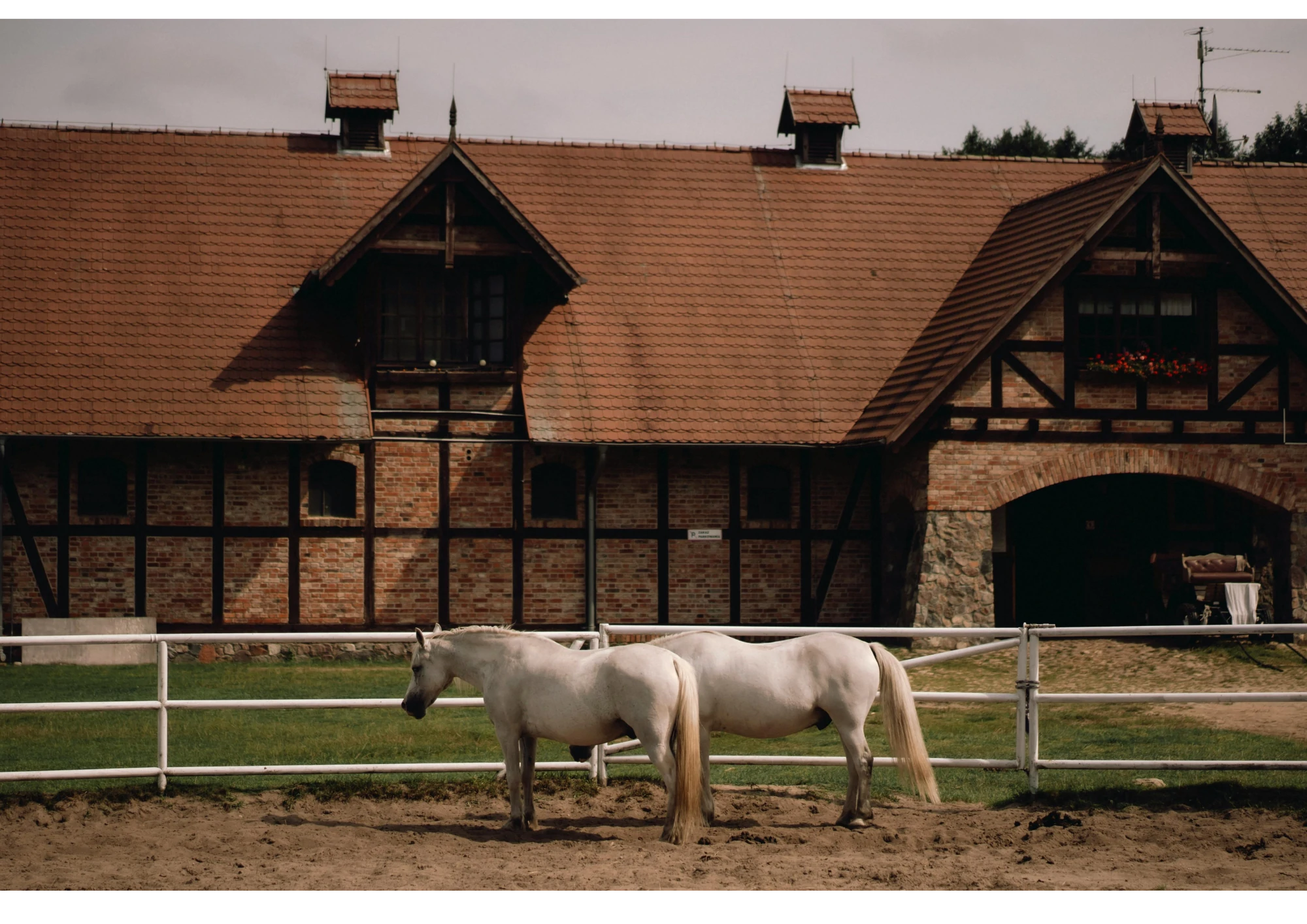ecurie chevaux – secteur Animaux de compagnie & équidés, désinfection professionnelle STERI-7