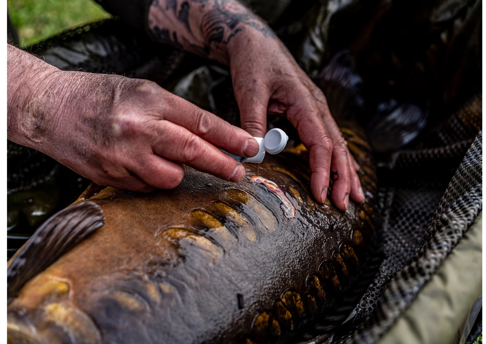 Soigneur carpe – secteur Aquaculture, désinfection professionnelle STERI-7