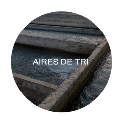 Aires de tri : zone critique à désinfecter – Aquaculture