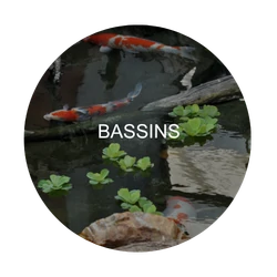 Bassins : zone critique à désinfecter – Aquaculture