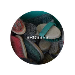 Brosses : zone critique à désinfecter – Animaux de compagnie & équidés