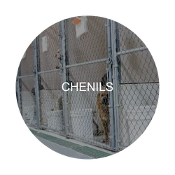 chenils : zone critique à désinfecter – Animaux de compagnie & équidés
