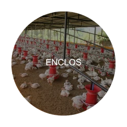 enclos : zone critique à désinfecter – Agriculture