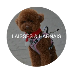 Laisses & harnais : zone critique à désinfecter – Animaux de compagnie & équidés