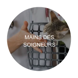 Mains des soigneurs : zone critique à désinfecter – Animaux de compagnie & équidés
