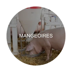 mangeoires : zone critique à désinfecter – Agriculture