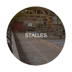 stalles : zone critique à désinfecter – Agriculture