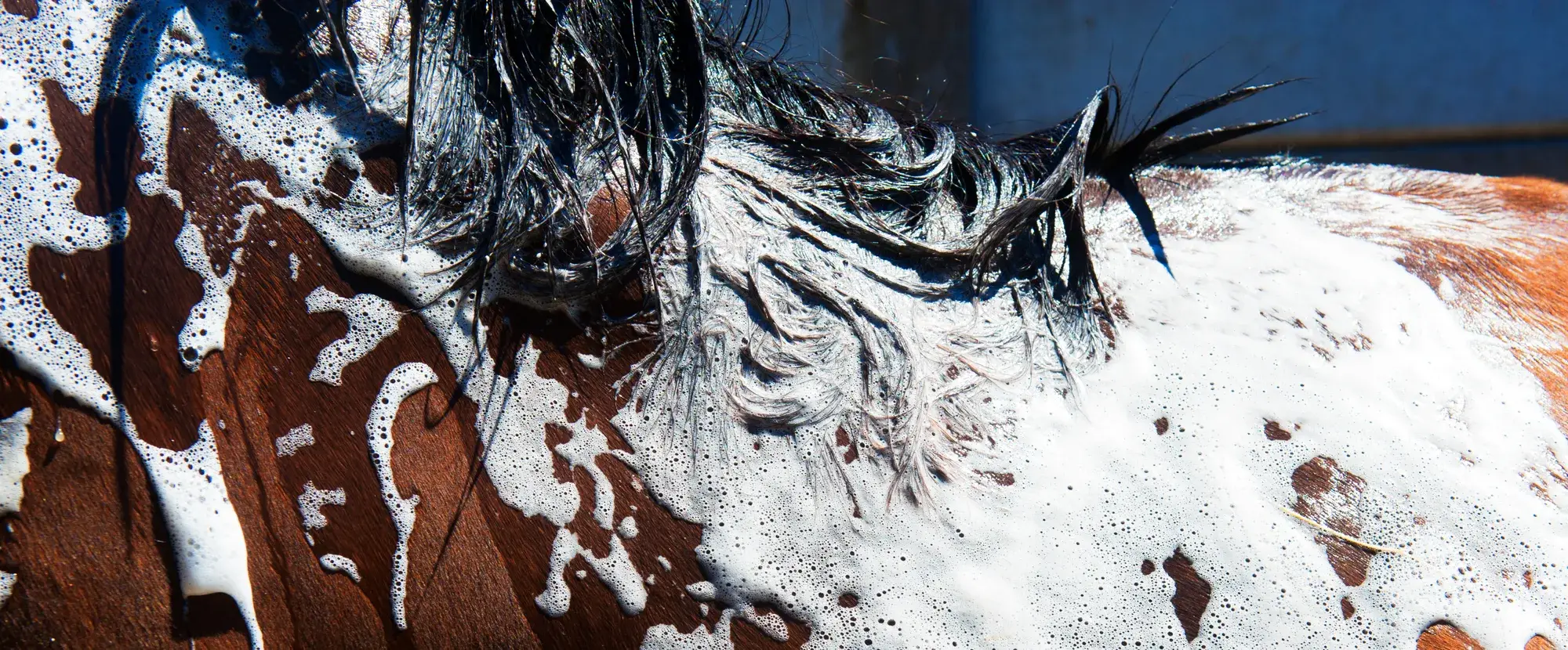 Pelage de cheval couvert de mousse de shampoing STERI-7